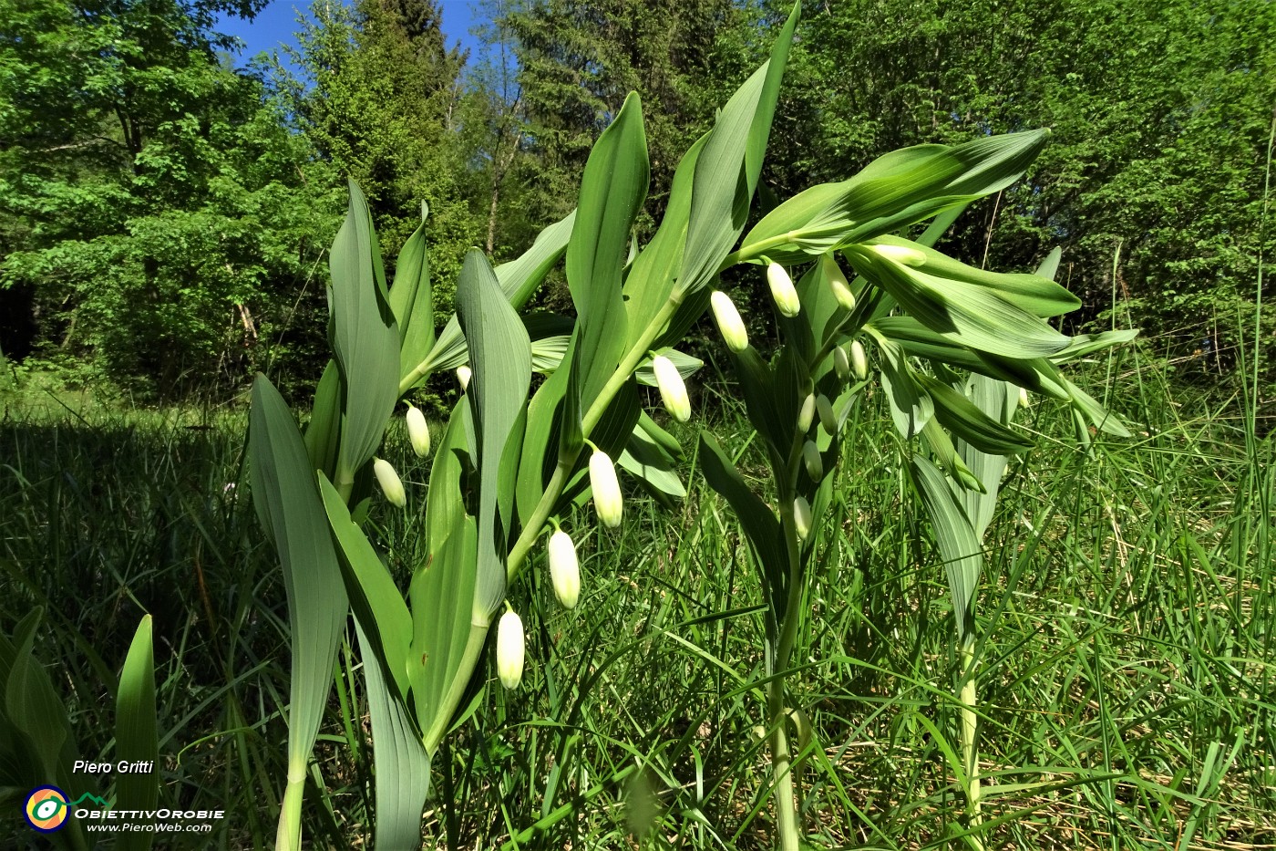 85 Molte piante fiorite del Sigillo di Salomone (Polygonatum multiflorum).JPG